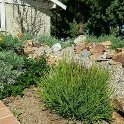 A garden with rocks and plants in the background.