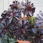 A close up of some purple flowers in a pot