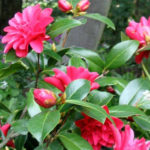 A close up of some pink flowers with green leaves