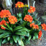 A close up of some orange flowers with the word " civila " written on it.