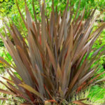 A close up of the plant with brown leaves