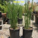 Two tall grass plants in a pot on the ground.