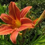 A close up of the flower of an orange lily