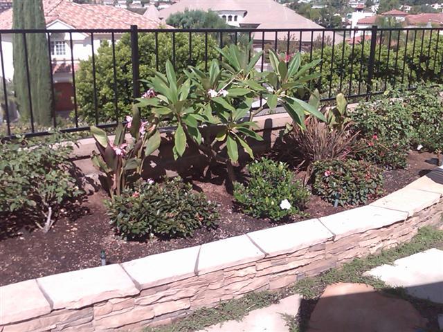 A garden with plants and flowers in it