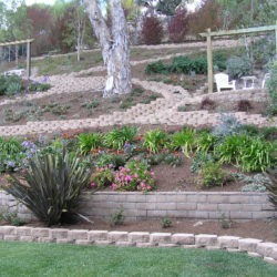 A garden with many plants and trees