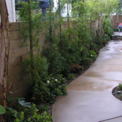 A walkway with plants growing in it