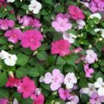 A close up of many flowers with green leaves