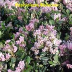 A close up of some pink flowers with green leaves