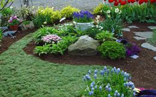 A garden with many different plants and flowers.