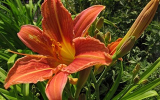 A close up of the flower of an orange lily