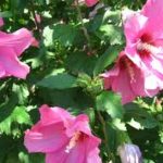 A close up of pink flowers in the sun.