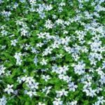 A field of white flowers with green leaves.