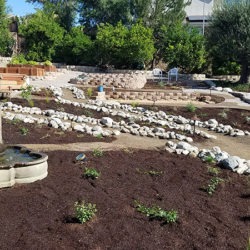 A garden with rocks and plants growing in it.