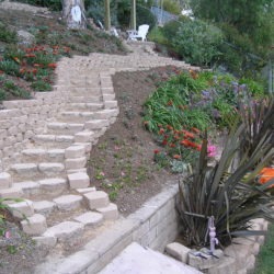 A garden with many plants and flowers