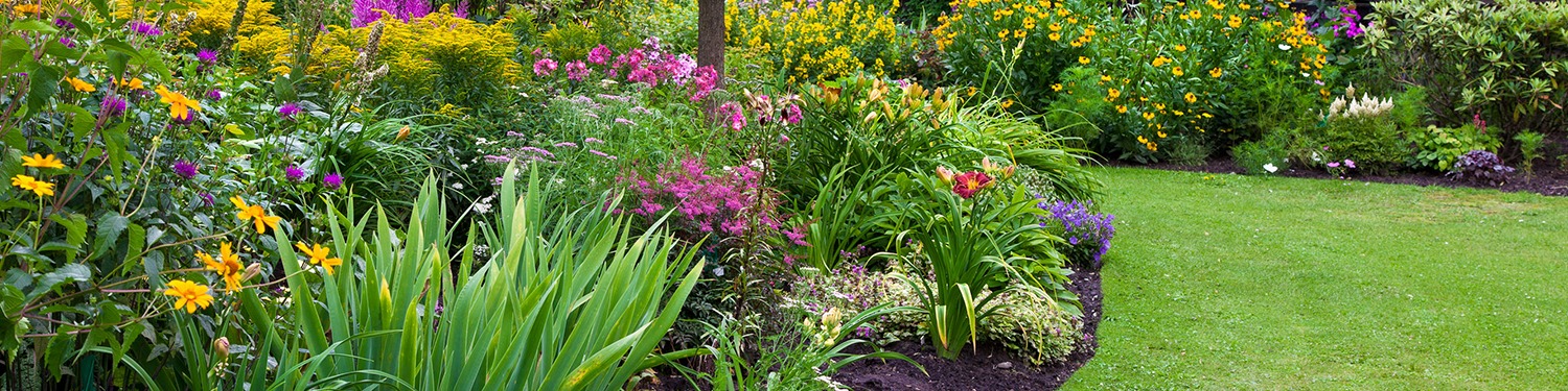 A garden with many different flowers and plants.