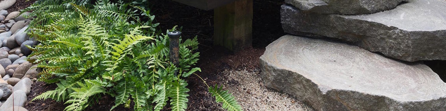 A plant and some rocks in the dirt.