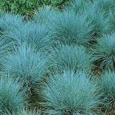 A close up of some blue grass plants