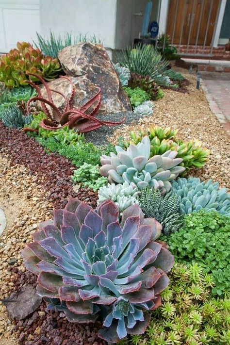 A garden with many different plants and rocks.