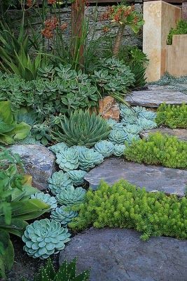 A garden with many different plants and stones