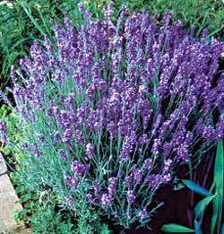 A close up of purple flowers in the grass.